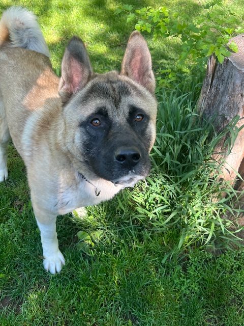 SIDNEY (MARS Orphan) - Midwest Akita Rescue Society