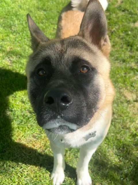 SIDNEY (MARS Orphan) - Midwest Akita Rescue Society