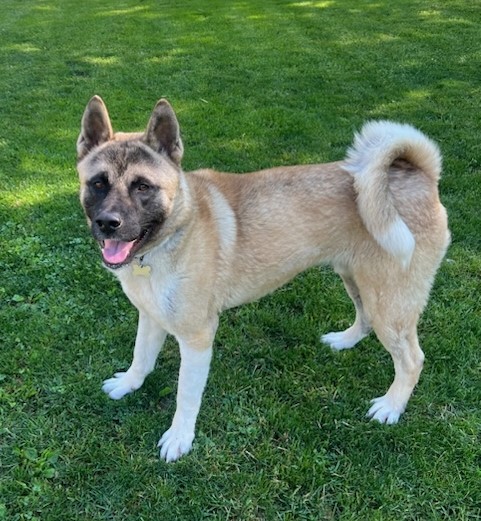 SIDNEY (MARS Orphan) - Midwest Akita Rescue Society