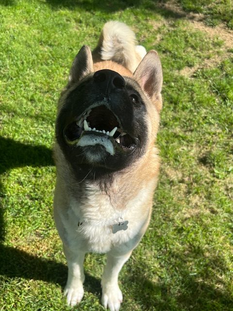 SIDNEY (MARS Orphan) - Midwest Akita Rescue Society