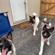 Stanley, Blue & Kirby