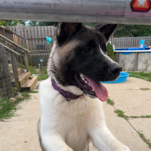 STANLEY, KIRBY and BLUE (MARS Orphan) - Midwest Akita Rescue Society