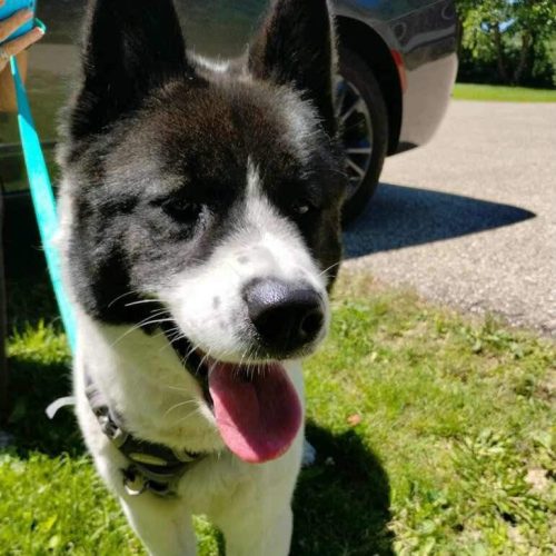 Midwest Akita Rescue Society (MARS) - Serving the Illinois, Indiana