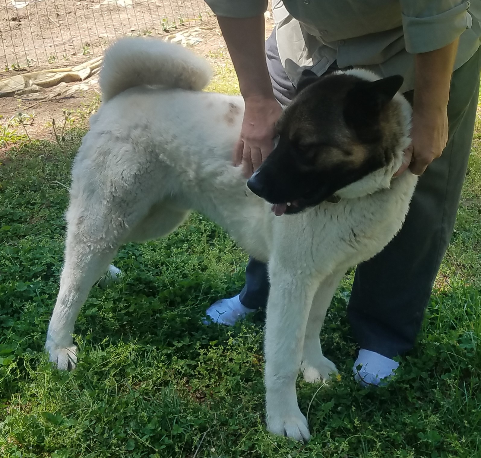 THOR (Owner/Shelter Courtesy Post) - Midwest Akita Rescue Society