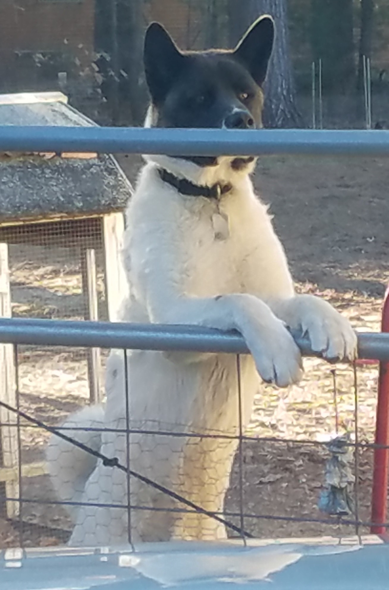 THOR (Owner/Shelter Courtesy Post) - Midwest Akita Rescue Society