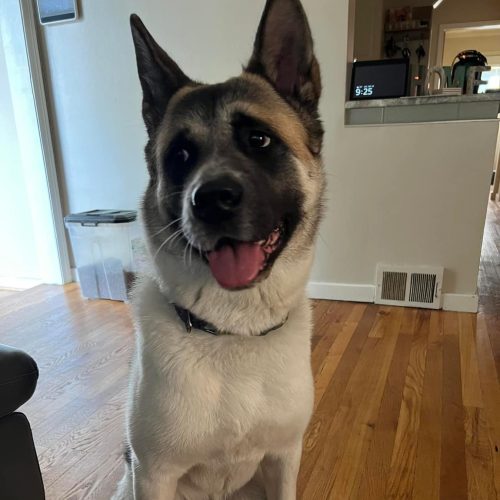 Midwest Akita Rescue Society (MARS) - Serving the Illinois, Indiana