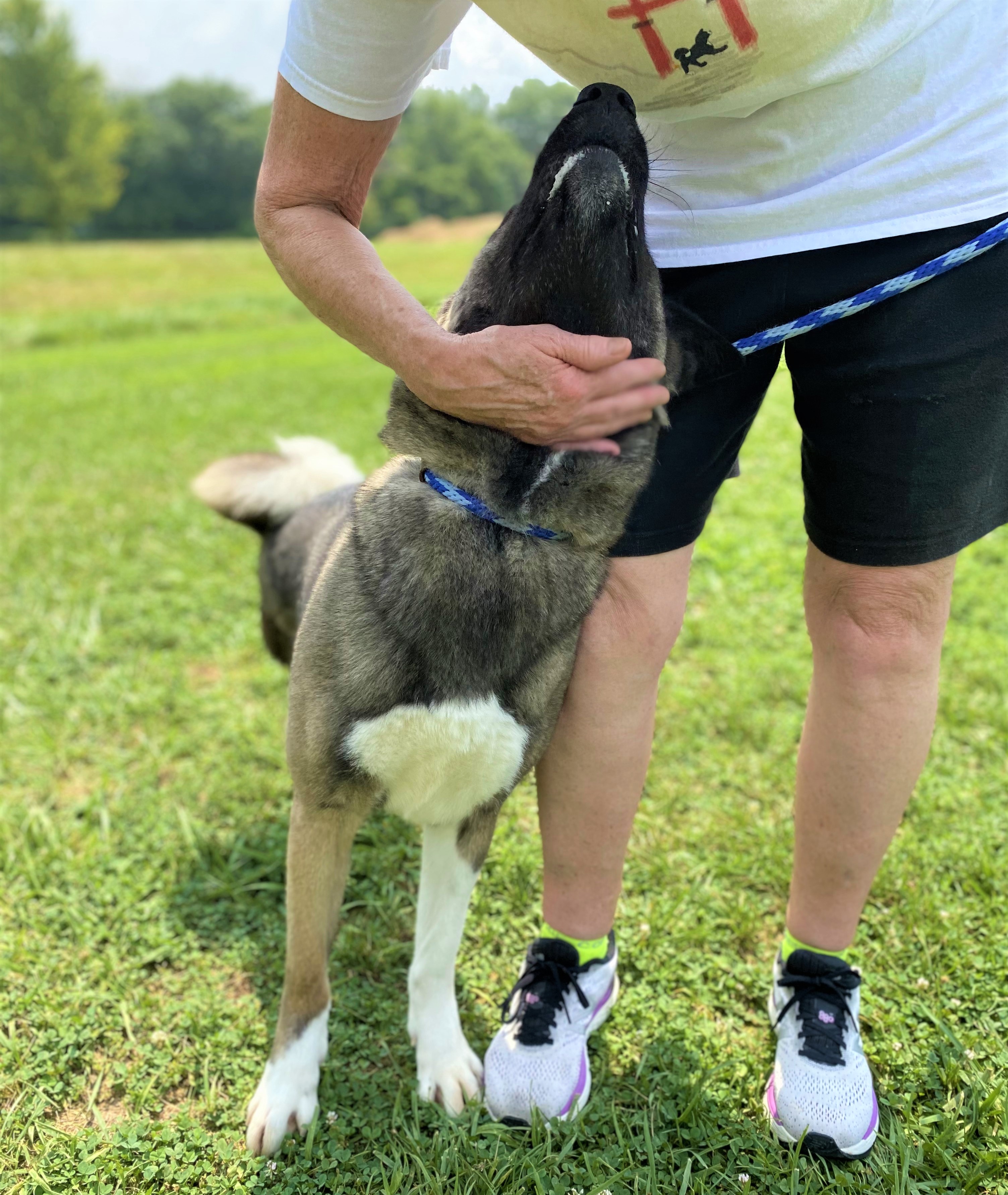 BAILEY (MARS Orphan) - Midwest Akita Rescue Society