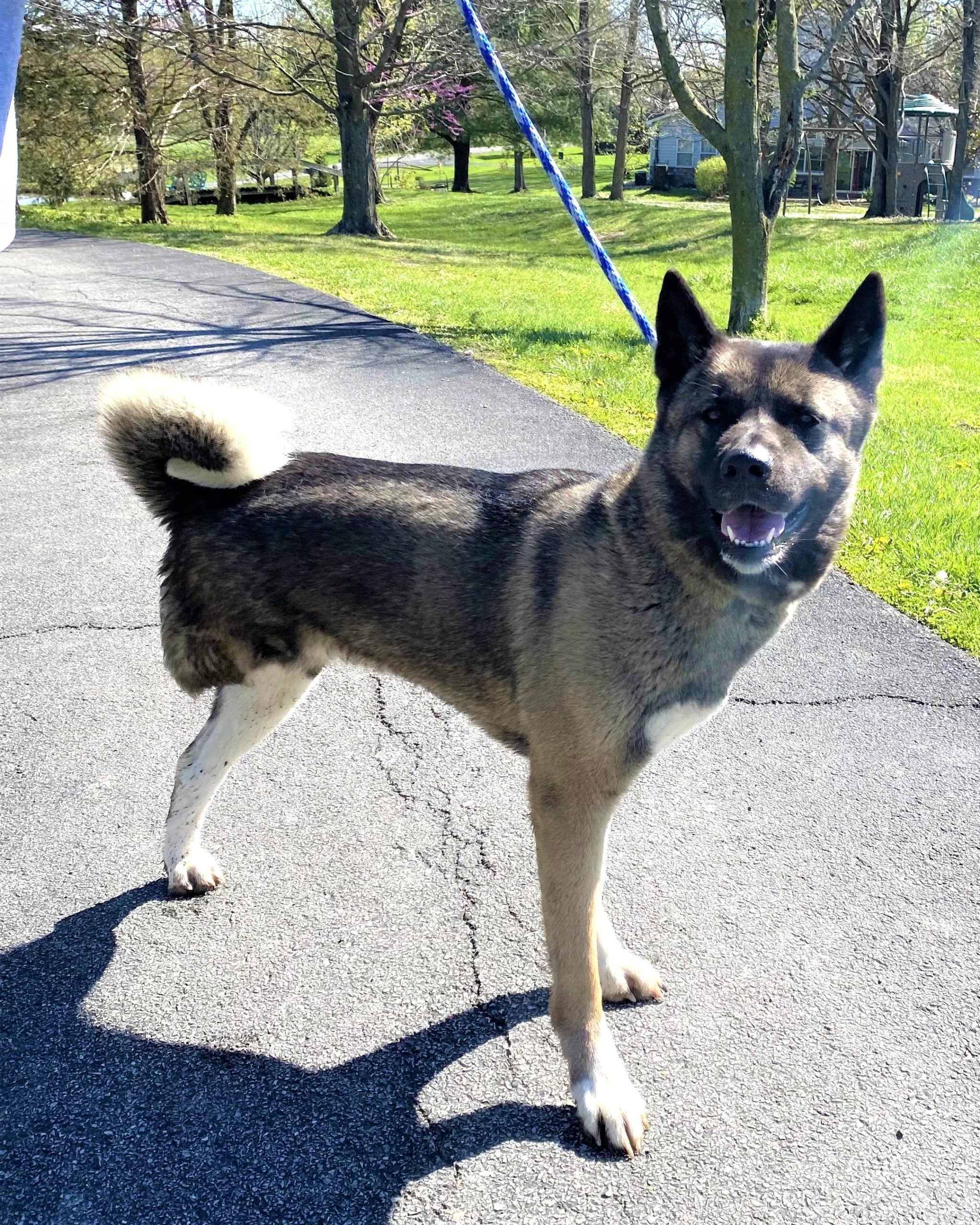 BAILEY (MARS Orphan) - Midwest Akita Rescue Society