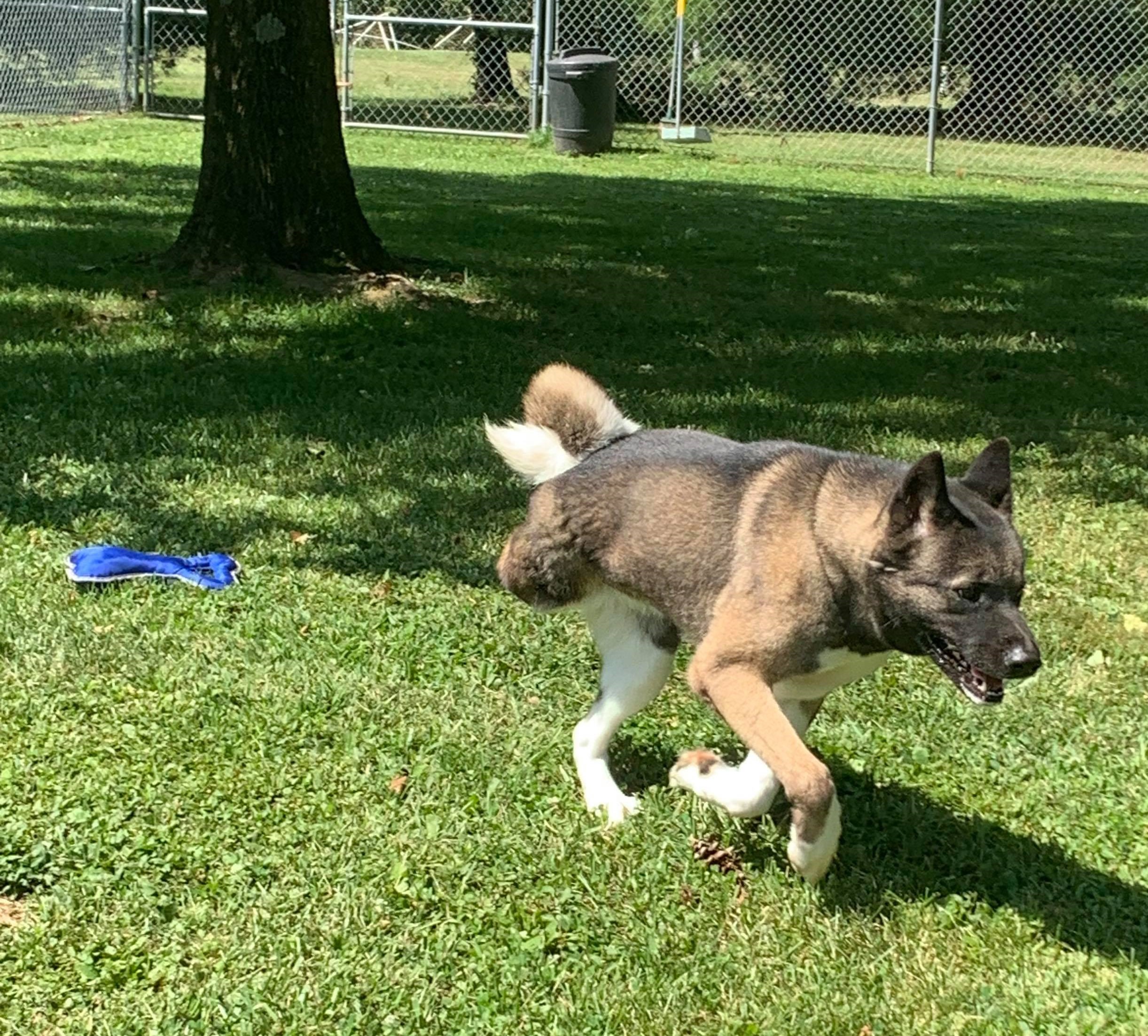 BAILEY (MARS Orphan) - Midwest Akita Rescue Society