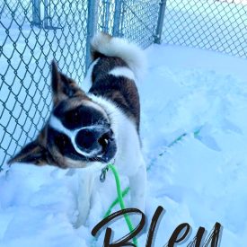 BLEU