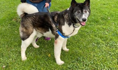 Midwest Akita Rescue Society (MARS) - Serving the Illinois, Indiana