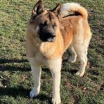 Midwest Akita Rescue Society (MARS) - Serving the Illinois, Indiana