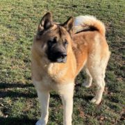 Midwest Akita Rescue Society (MARS) - Serving the Illinois, Indiana