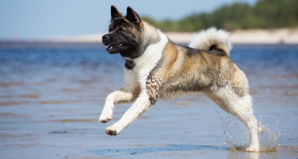 akita prone to what illnesses