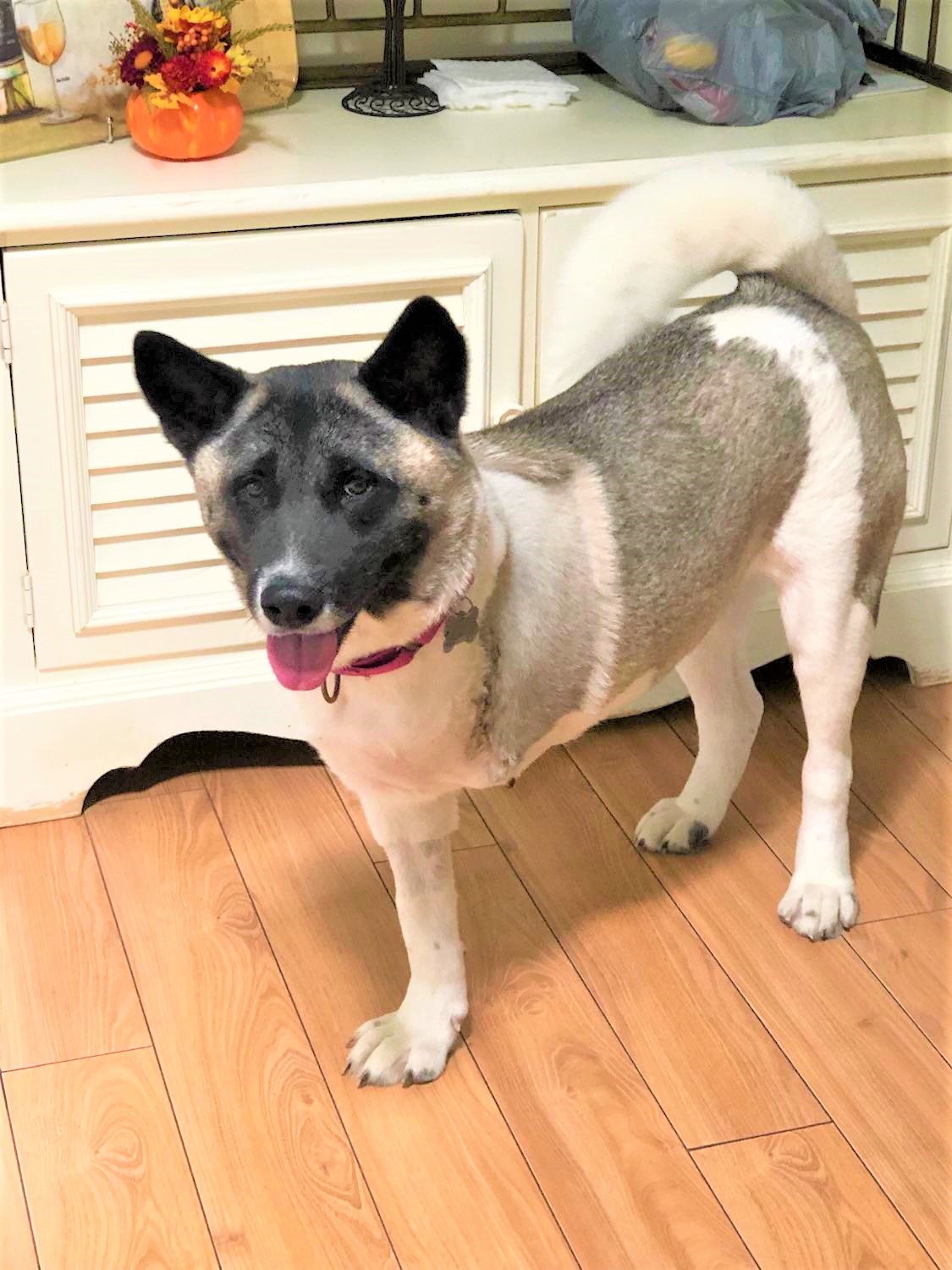 HOPE (MARS Orphan) - Midwest Akita Rescue Society