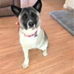 Midwest Akita Rescue Society (MARS) - Serving the Illinois, Indiana