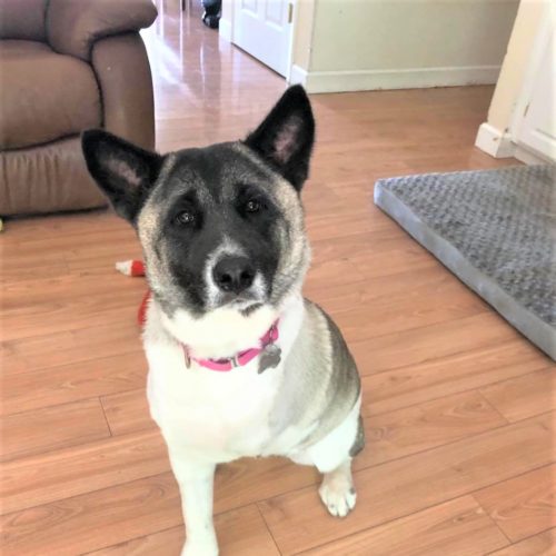 Midwest Akita Rescue Society (MARS) - Serving the Illinois, Indiana