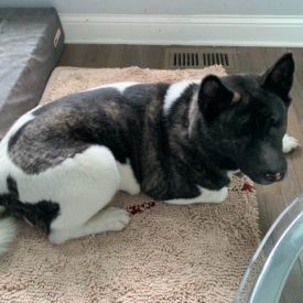 Midwest Akita Rescue Society (MARS) - Serving the Illinois, Indiana