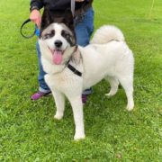 Midwest Akita Rescue Society (MARS) - Serving the Illinois, Indiana