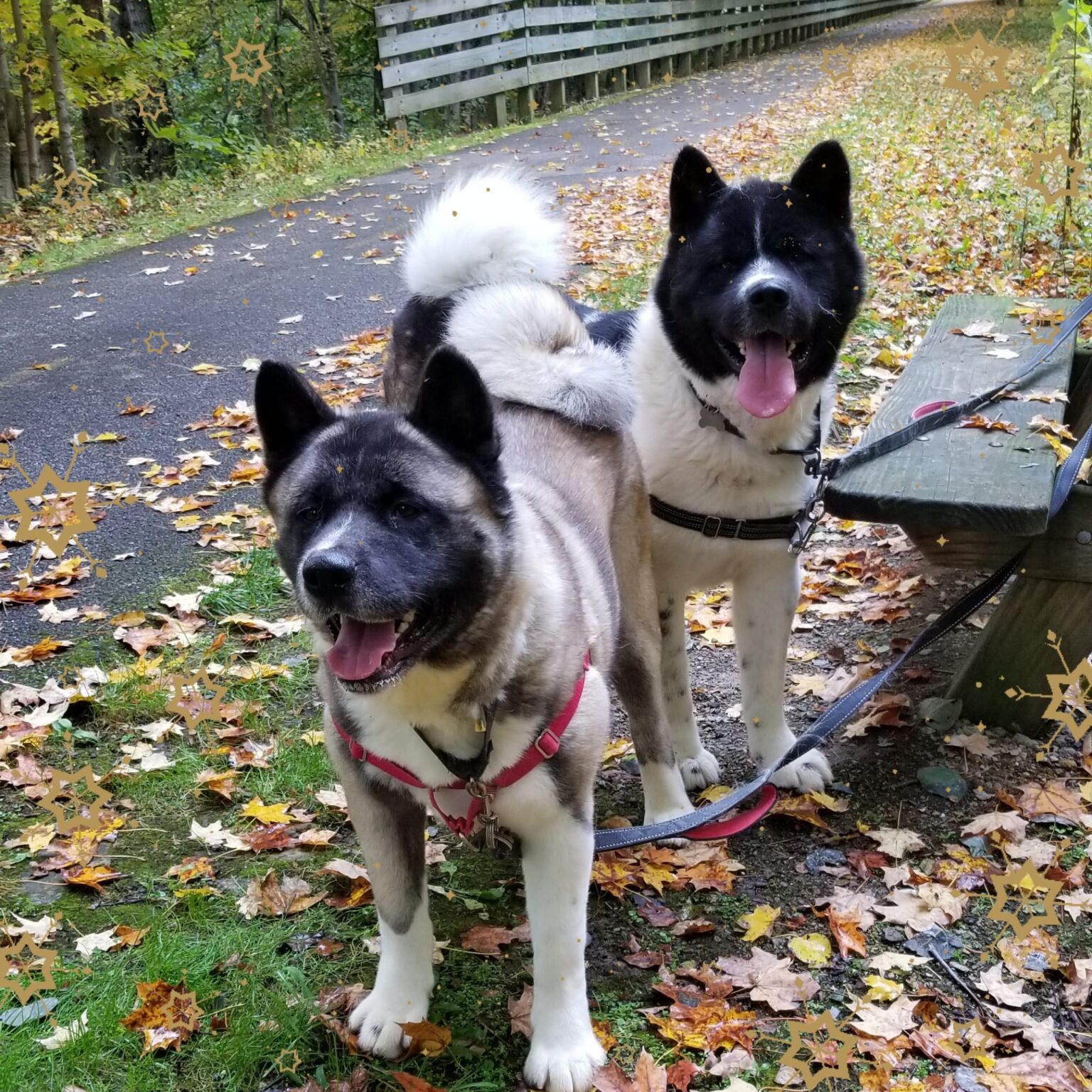 Midwest Akita Rescue Society (MARS) - Serving the Illinois, Indiana