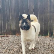 Midwest Akita Rescue Society (MARS) - Serving the Illinois, Indiana