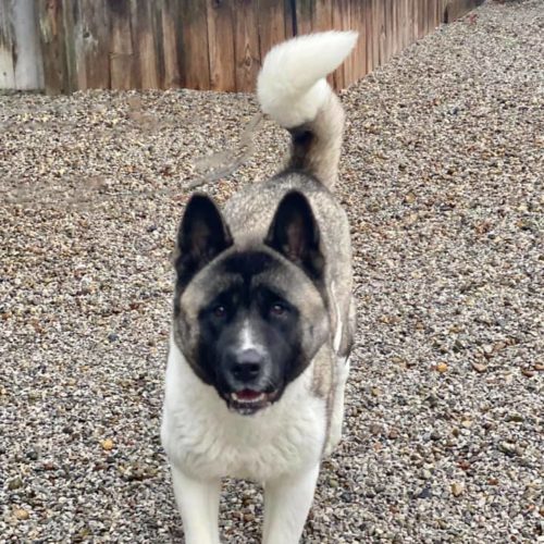 Midwest Akita Rescue Society (MARS) - Serving the Illinois, Indiana