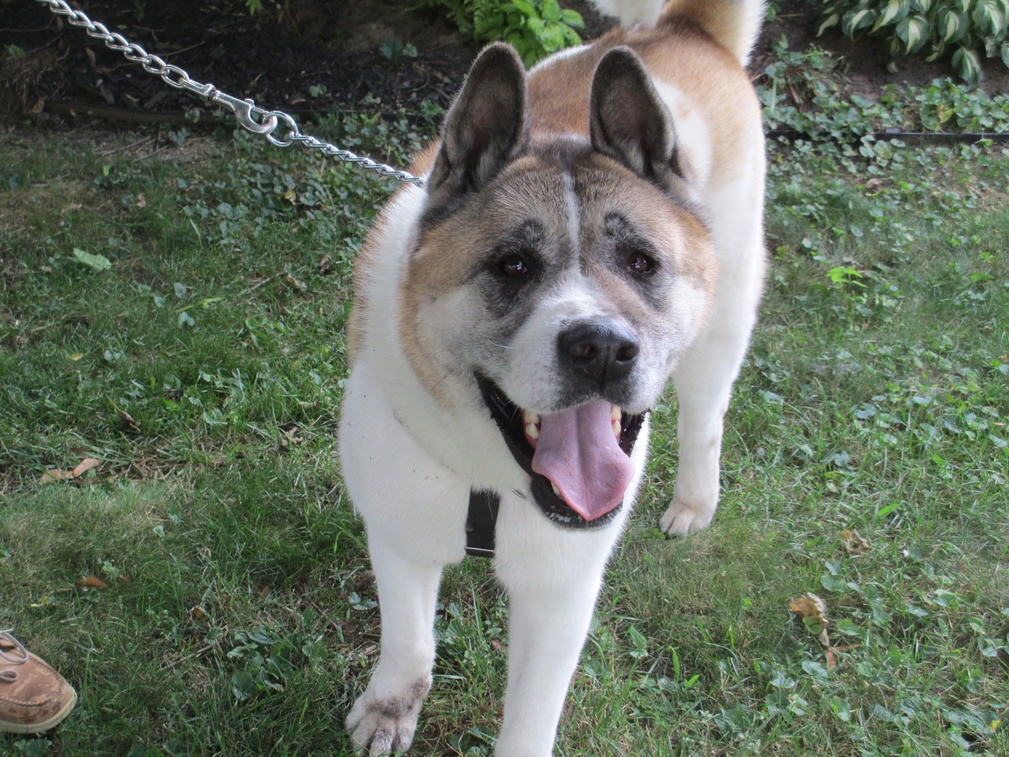 TEDDY (MARS Orphan) - Midwest Akita Rescue Society