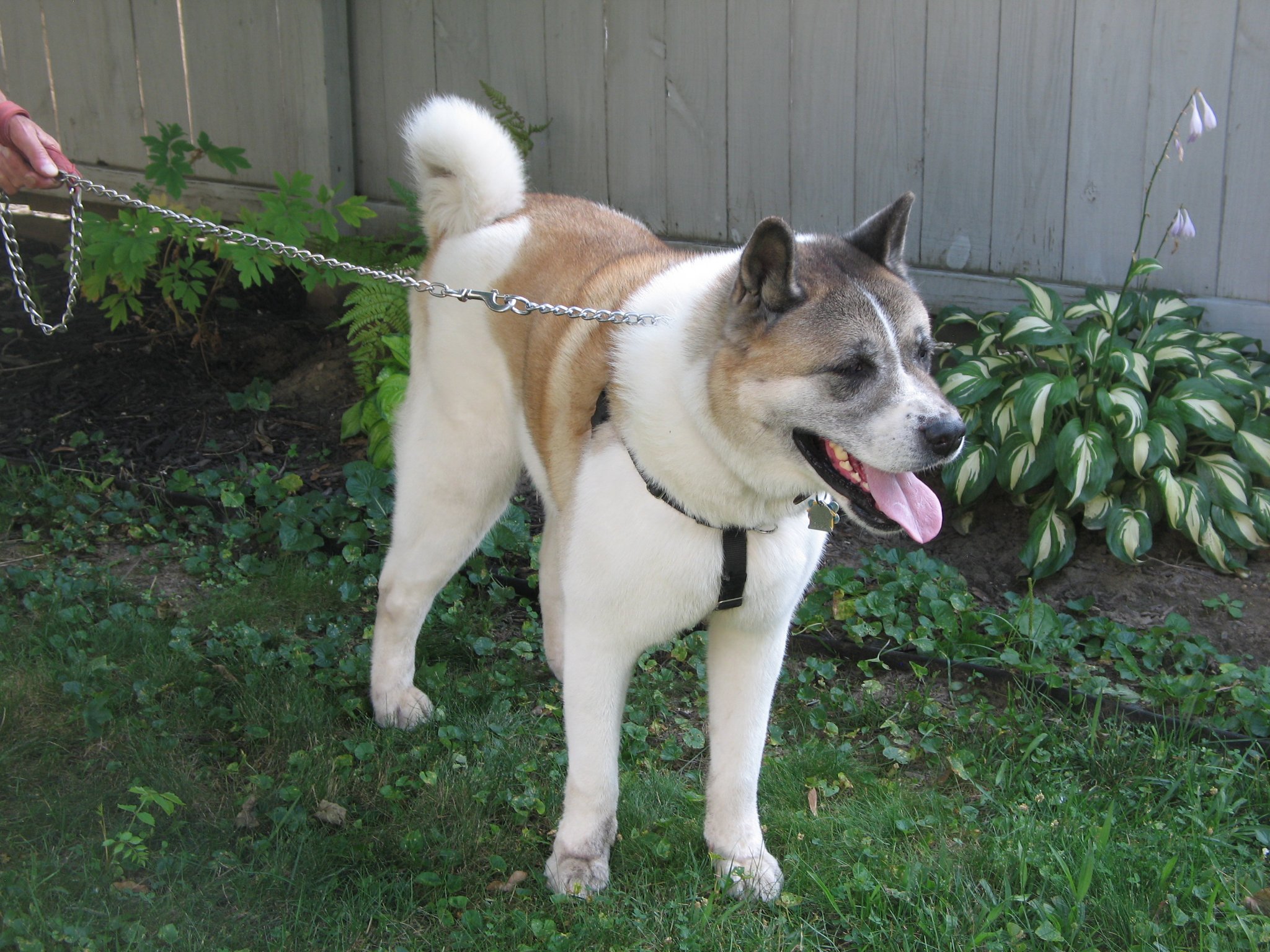 TEDDY (MARS Orphan) - Midwest Akita Rescue Society