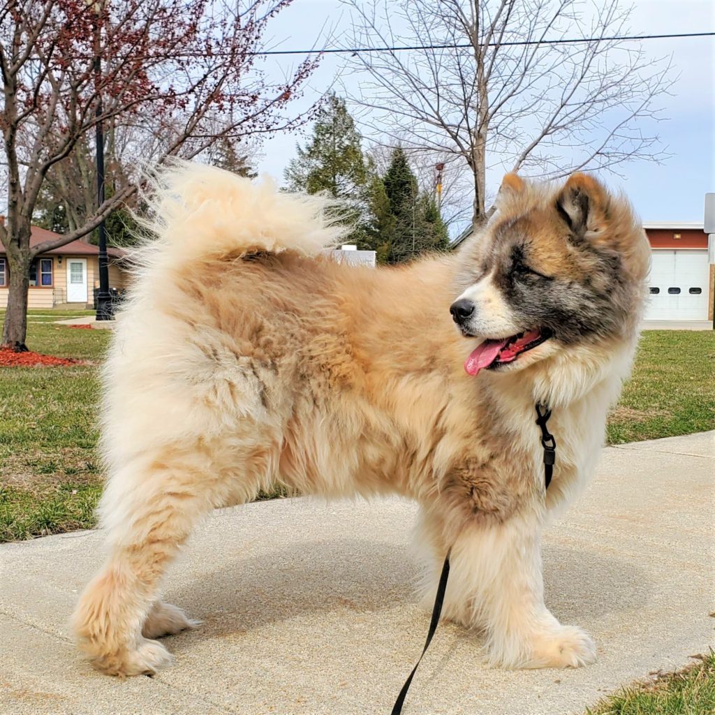 Midwest Akita Rescue Society (MARS) - Serving the Illinois, Indiana