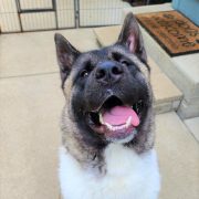 Midwest Akita Rescue Society (MARS) - Serving the Illinois, Indiana